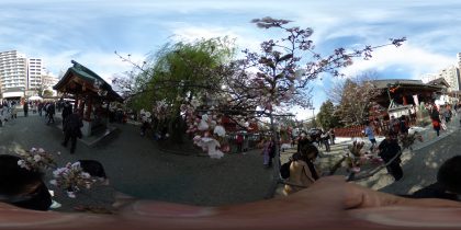 浅草神社　桜