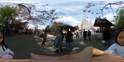 浅草神社　桜