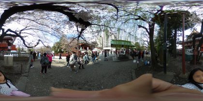 浅草神社　桜